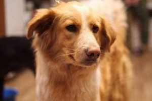 Собака від трамваю № 13 шукає сім'ю Собака від трамваю № 13 шукає сім'ю